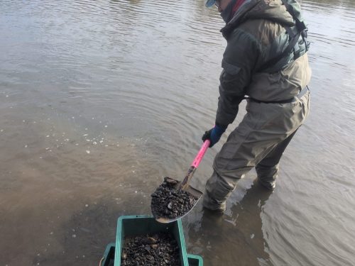 河床材料調査 作業状況