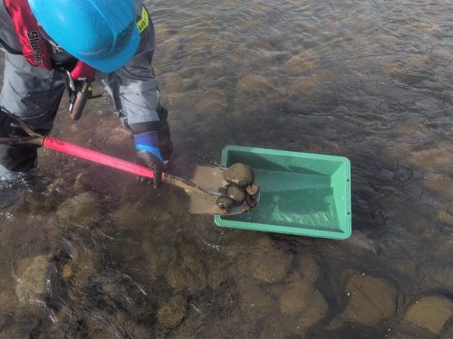 河床材料調査 作業状況