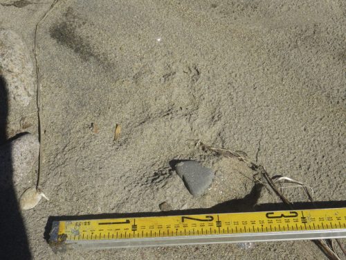 調査中に出会ったクマの足跡